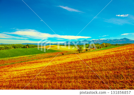 Biei in autumn 131856857