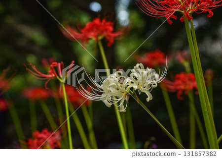 White red spider lilies blooming against a background of red flowers White red spider lilies blooming against a background of red flowers 131857382