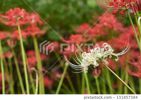 在紅色花朵的背景下盛開的白色紅蜘蛛百合 在紅色花朵的背景下盛開的白色紅蜘蛛百合 131857384
