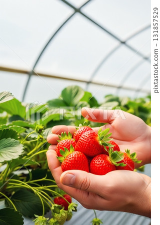 Freshly harvested strawberries 131857529
