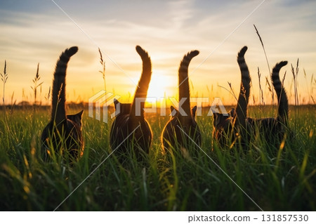A grassy area under the setting sun and the silhouette of a cat's tail A grassy area under the setting sun and the silhouette of a cat's tail 131857530