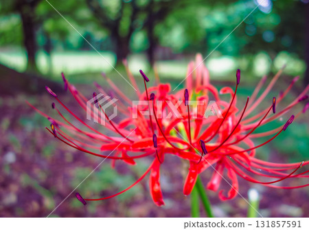 Red spider lilies and water droplets 1-16 Red spider lilies and water droplets 1-16 131857591