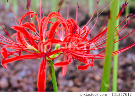 紅花與水滴 1-22 131857612