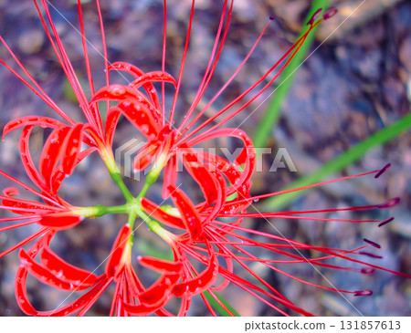 紅花與水滴 1-23 131857613