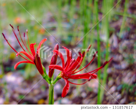 Red spider lilies and water droplets 1-28 131857617