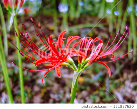 紅花與水滴 1-30 131857620