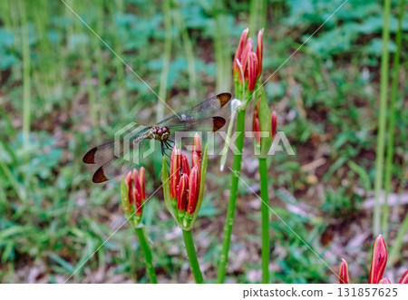 紅花和水滴 1-35 131857625