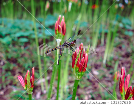 紅花與水滴 1-36 131857626