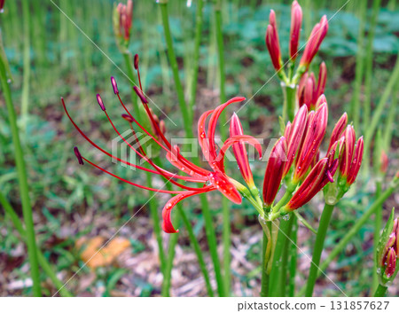 Red spider lilies and water droplets 1-37 Red spider lilies and water droplets 1-37 131857627