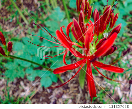 Red spider lilies and water droplets 1-40 Red spider lilies and water droplets 1-40 131857628