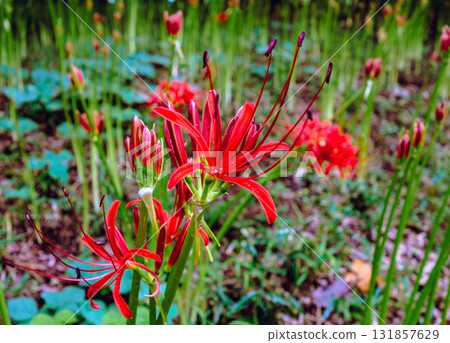 Red spider lilies and water droplets 1-41 Red spider lilies and water droplets 1-41 131857629