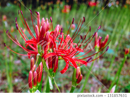 紅花與水滴 1-43 131857631