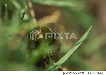 Frog on the Grass 131857661
