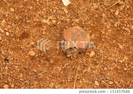 Frog on the ground Frog on the ground 131857686