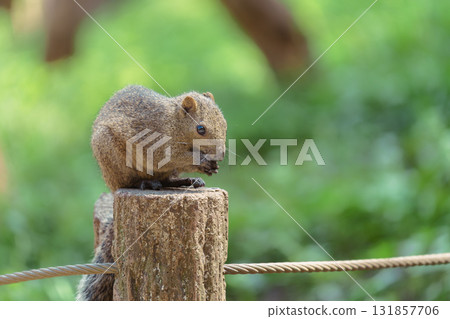 A squirrel eating a walnut on a tree at Machida Squirrel Park 131857706