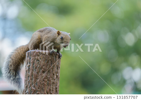 町田松鼠公園裡，一隻松鼠正在吃樹上的核桃 131857707