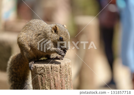 A squirrel eating a walnut on a tree at Machida Squirrel Park 131857718