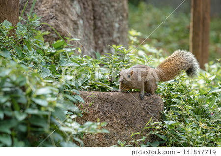 A squirrel eating a walnut on a tree at Machida Squirrel Park 131857719