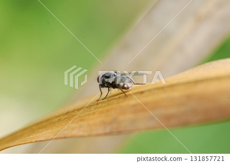House Fly Macro Shot India 131857721