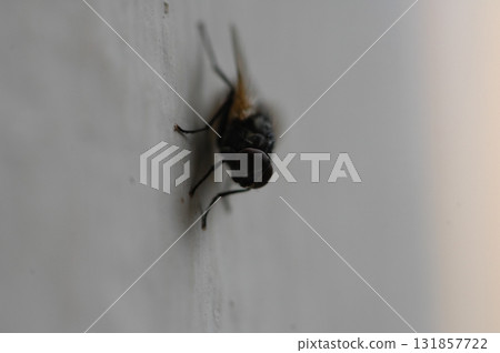 House Fly Macro Shot India 131857722