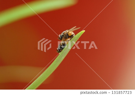 House Fly Macro Shot India House Fly Macro Shot India 131857723