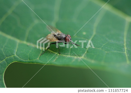 House Fly Macro Shot India 131857724