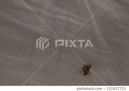 House Fly Macro Shot India 131857725