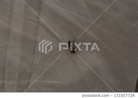 House Fly Macro Shot India 131857726