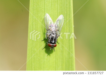 House Fly Macro Shot India 131857727
