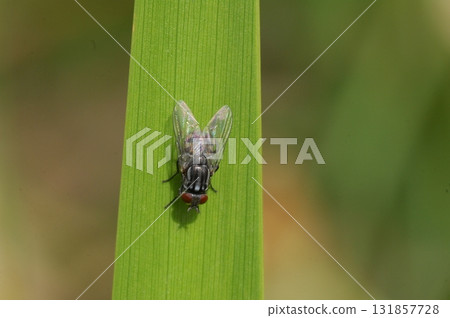 House Fly Macro Shot India 131857728