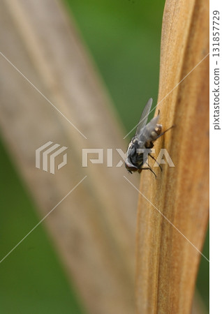 House Fly Macro Shot India 131857729