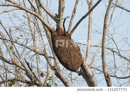 Honeybees Large Swarm on a tree India 131857773