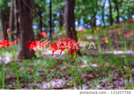 禦嶽山自然森林公園 紅花石蒜 2-60 131857788