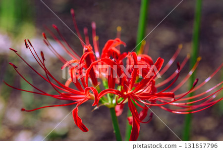 禦嶽山自然森林公園 紅花石蒜 2-68 131857796