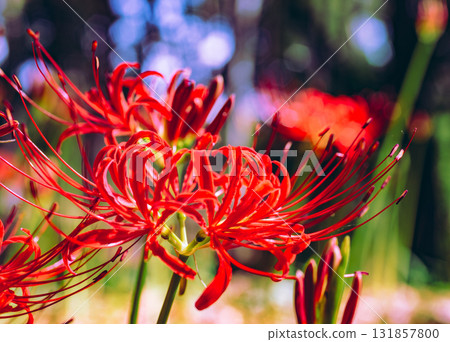 禦嶽山自然森林公園 紅花石蒜 2-72 131857800