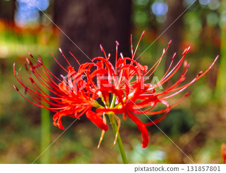 禦嶽山自然森林公園 紅花石蒜 2-73 131857801