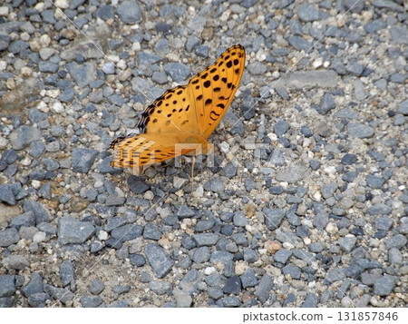 Zuma giuna 131857846