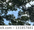 查尋從森林的天空 查尋從森林的天空 131857881
