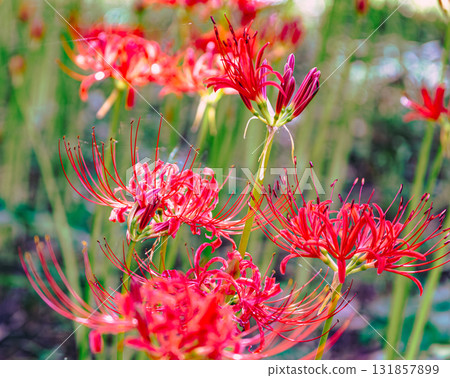 禦嶽山自然森林公園 紅花石蒜 2-6 131857899