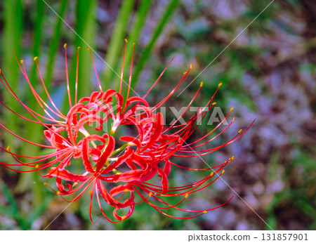 禦嶽山自然森林公園 紅花石蒜 2-8 131857901