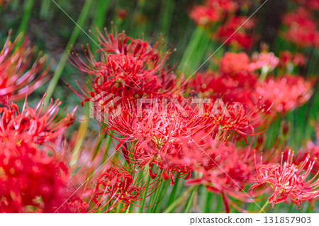 禦嶽山自然森林公園 紅花石蒜 2-10 131857903