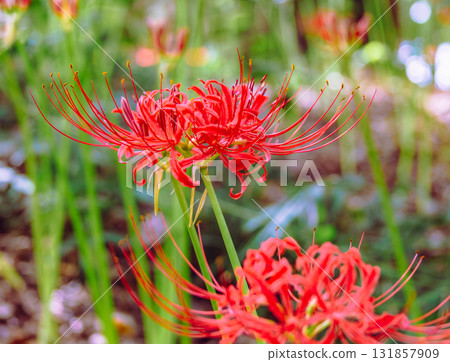 Mount Ontake Natural Forest Park, Red Spider Lily 2-16 131857909