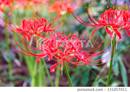 禦嶽山自然森林公園 紅花石蒜 2-18 131857911