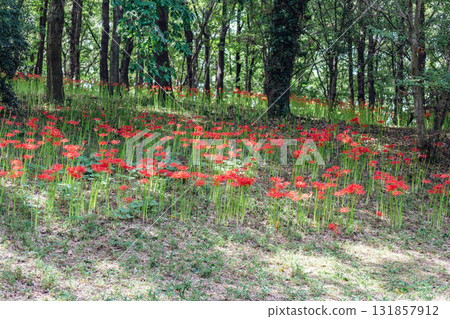 禦嶽山自然森林公園 紅花石蒜 2-19 131857912