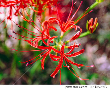 Mount Ontake Natural Forest Park, Red Spider Lily 2-24 Mount Ontake Natural Forest Park, Red Spider Lily 2-24 131857917