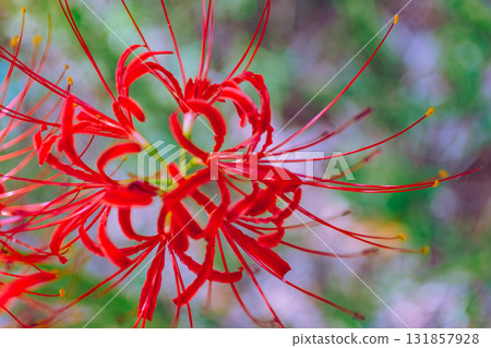 禦嶽山自然森林公園 紅花石蒜 2-35 131857928