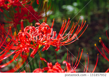Mount Ontake Natural Forest Park, Red Spider Lily 2-39 131857932