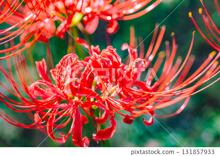 Mount Ontake Natural Forest Park, Red Spider Lily 2-40 Mount Ontake Natural Forest Park, Red Spider Lily 2-40 131857933