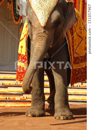 Elephant On Show India 131857967