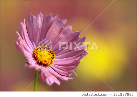 Colorful cosmos flowers swaying like fairies dancing in the autumn breeze 131857985